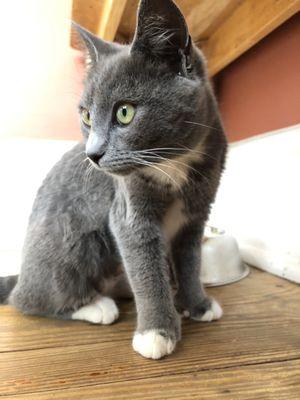 Polydactyl kitten!