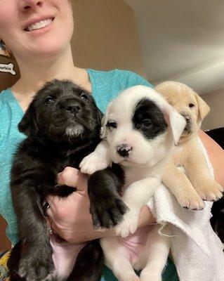 A few from a litter saved from the agony of freezing to death.