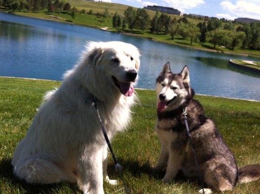 Rex and Yoko playing by the lake