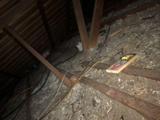 Attic space where rats were able to easily enter