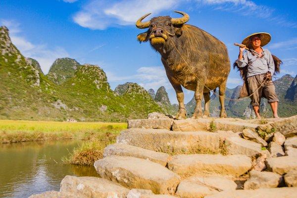 Farmer with water buffalo, Guilin, China.