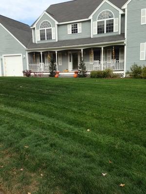 3 weeks after a dethatch, aeration and seed in Leominster Mass. Now fertilized by Elite Turf Care