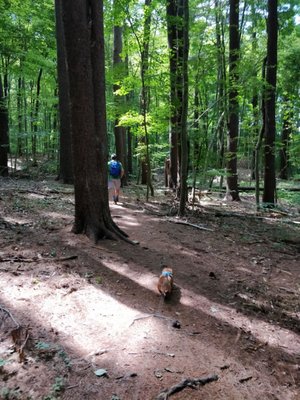 Naugatuck State Forest