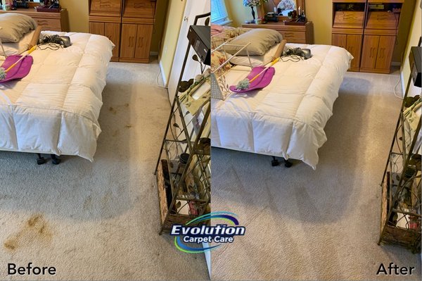 Carpet cleaning to remove pet stain & odor. Excellent results!