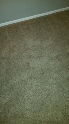 Salsa, still in the carpet