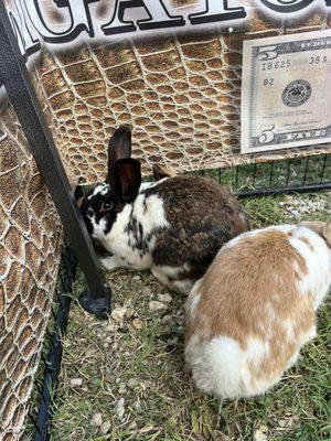 Have a Bunny pen at your next party