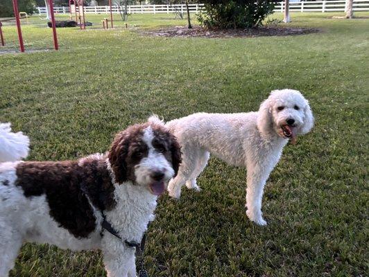 The dogs enjoying the park