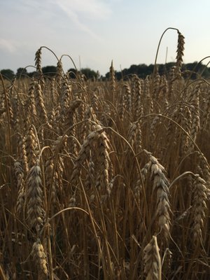 Wheat dry and ready to harvest