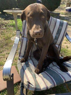 Brownie watching me install his new fence from his supervisor chair