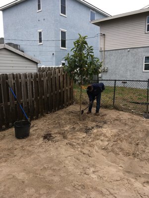 Planting the loquat in the backyard.