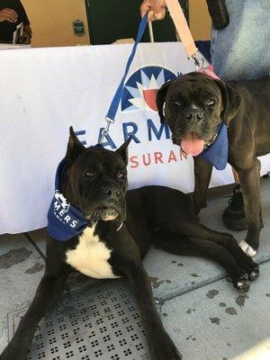 Here are a couple of new friends from the San Bernardino Humane Society event.  They were very interested to learn we offer Pet Insurance.