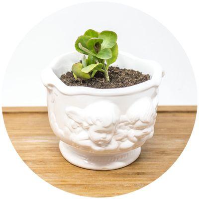 Angel Planters Minimum 36pcs Succulent not included