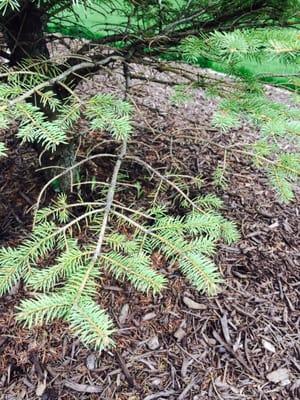 Trees are losing all of their needles. Will not warranty them.  Stay away!