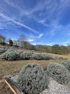 Lavender farm