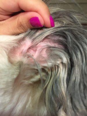 Male Havanese -Shave burns of right ear