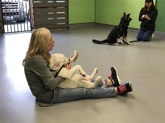 The trainer, Cindy with our 4 month old Golden Retriever in Puppy Genius Class. Our puppy LOVES Cindy!