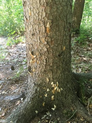 Gypsymoth infestation cutesy of Picture Perfect Landscape Company