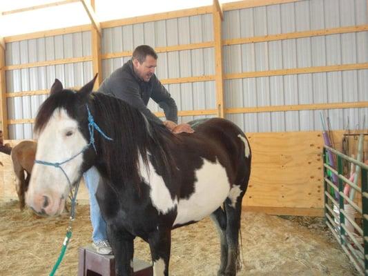 Adjusting a horse at Liberty Prairie Farms