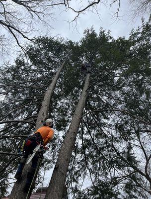 Kasper Tree Service