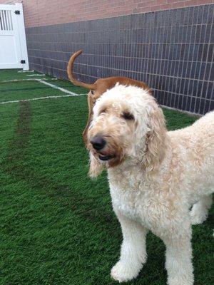 Playing in the large outdoor area.