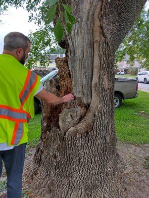 Consultation on a tree removal