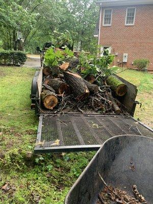 Tree trimming