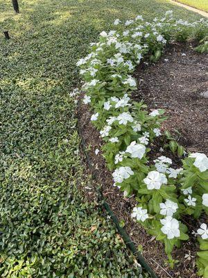 Flores de verano hermosas y económicas te gustan?