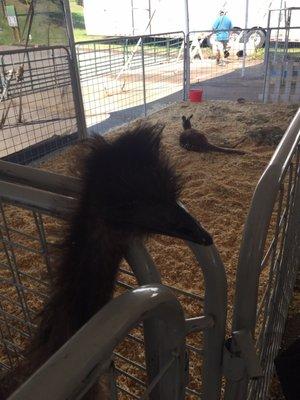 Emu