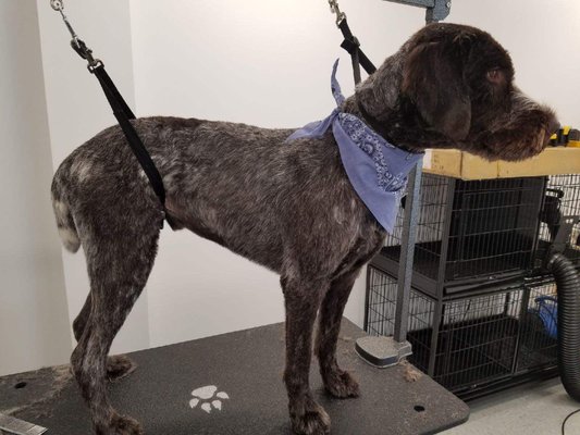 Wirehair Pointed Griffon after