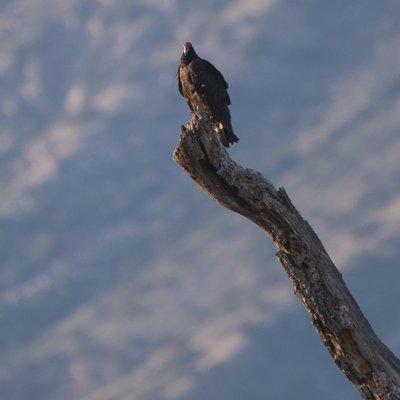 Ojai Meadows Preserve Trail