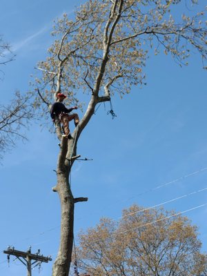 Clearing of Limbs over power lines.