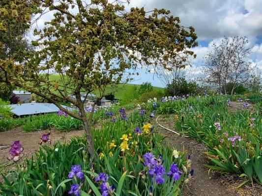 Garden/flowers