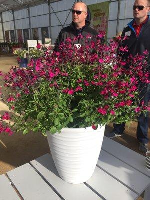 New fuchsia Salvia