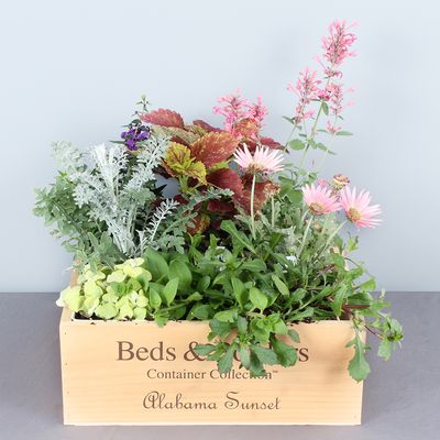 Beds & Borders containers- sun and shade