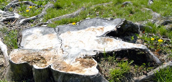 Atlantic Stump Grinding