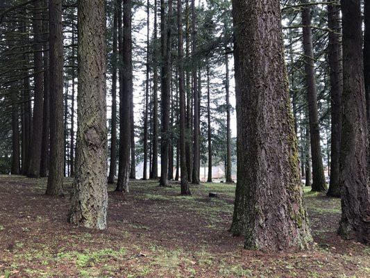 The beautiful trees on the way to the Bridge of the Gods