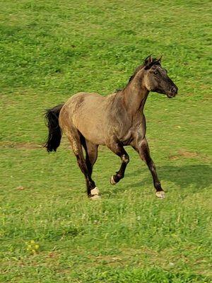 Muddy moon having a blast, running in the pasture.