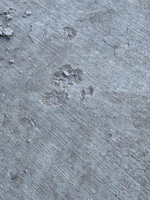 concrete spalling