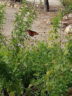 Pima Master Gardeners