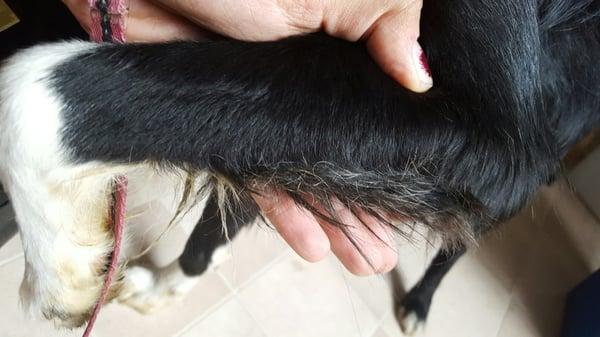 Matted fur from urine.