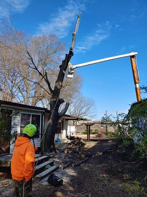 Carolina Tree Specialist