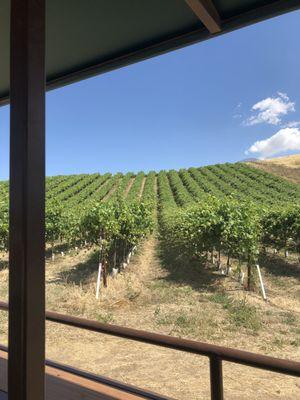 The wine vineyard