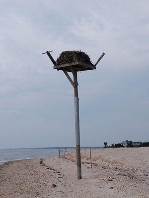 Osprey nest