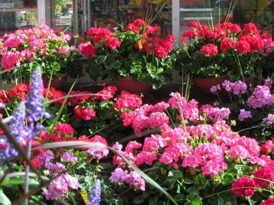 Geranium planters are one of our top selling items. We grow them ourselves to ensure the best quality!