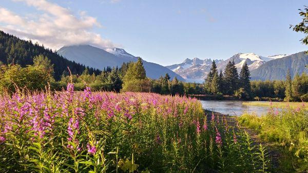 Those Alaskan summer nights