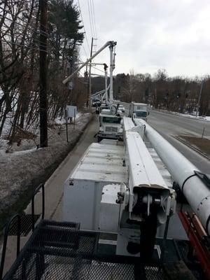 Utility line clearance for PSEG in Port Washington, NY