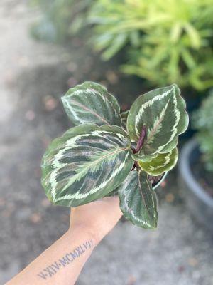 Precious calathea.