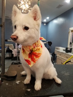 American Eskimo  Dog