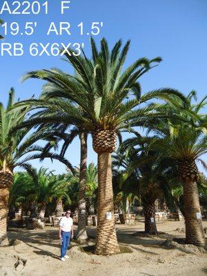 Phoenix canariensis Canary Island Date Palm