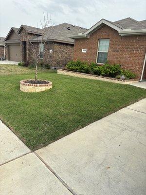 Front yard , including bush and tree planting